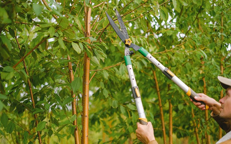 Tree trimming in Preemption, IL